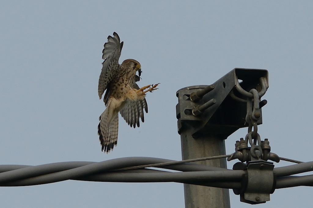 Ad ali spiegate, il sogno di Icaro.